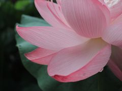 -陈家山荷花公园