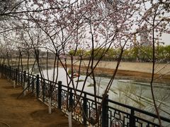 -桃花堤公园