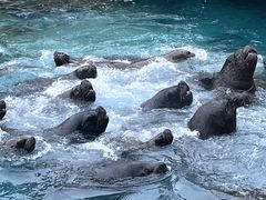 -珠海长隆海洋王国