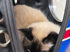 -美联众合动物医院·24h京西诊疗中心