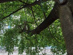 -成都市活水公园