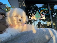 -翊宠yipet猫狗购宠庄园犬舍•猫舍