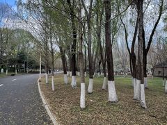 -长白岛森林公园