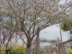 -南汇桃花村
