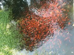 -普陀山风景名胜区-法雨禅寺