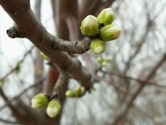 -桃花堤公园