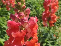 -天适樱花悠乐园