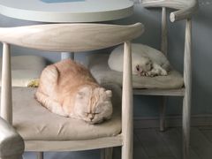 -喵的天空名猫咖啡馆·撸猫·猫舍·用品