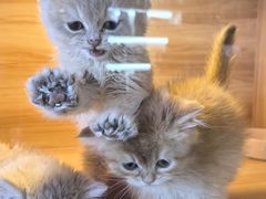 -猫十亿·布偶金渐层·曼基康矮脚猫舍(青年路店)