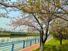 -高东镇樱花园