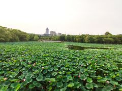 -长春市南湖公园