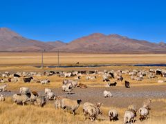 辣酒汁浸花螺-解香楼(八盘岭路店)