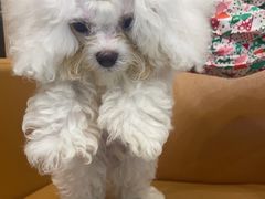 -瑞派宠物医院(搏威敦和院)