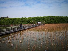 -大湾区中央湿地公园