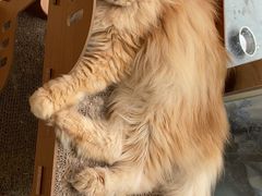 -猫咪派对(江南西店)