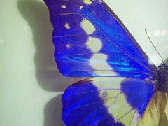 -上海昆虫博物馆