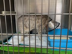 -艾贝尔宠物诊疗