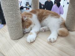 -喵园·猫主题咖啡厅·撸猫·猫咖(国贸店)