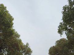 -高东镇樱花园