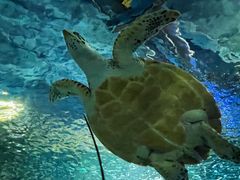 -上海海洋水族馆