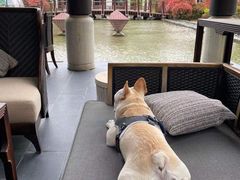 -上海崇明金茂凯悦酒店