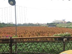 -隔田烧鸡