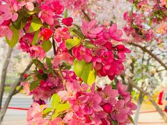 -海棠花溪(元大都城垣遗址公园)