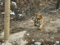 -石家庄市动物园