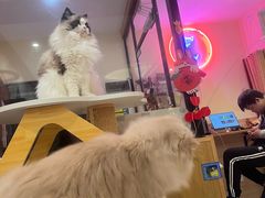 -滚猫咖啡·猫咖·猫友好撸猫(未来城店)