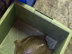 -金海椒罐罐鲢鱼(东方桂苑店)