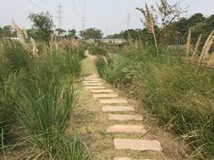 -上海长兴岛郊野公园