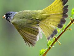 -梧桐山风景名胜区