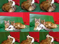 -猫色咖啡·猫咖