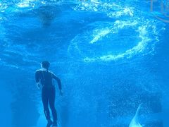 -海合安成都极地海洋公园