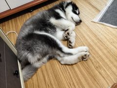 -爱佳宠物中心医院24H·CT·骨外科·猫专科(瑶海万达店)