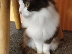 -米宠家·撸猫猫咖小萌宠·猫咪洗澡·猫咪寄养(高新大都荟店)