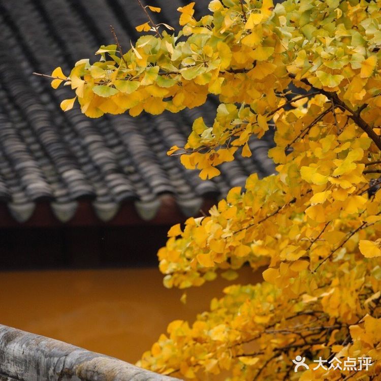 苏州赏秋 🍂本地人推荐(实地打卡分享)