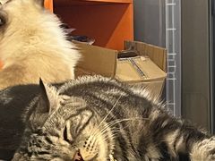 -平行世界·猫咖(首经贸店)
