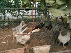 -庞各庄翠芳园西瓜蔬菜基地采摘园