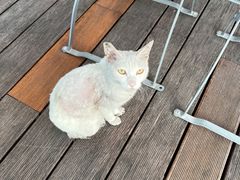 -Paulaner·德国帕拉娜自酿啤酒餐厅(海上世界店)