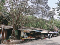 -瑞丽独树成林风景区
