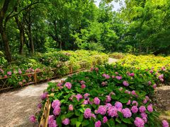 -上海共青森林公园