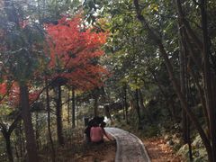 -上海佘山国家森林公园西佘山园