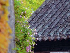 -秦园惠山豆腐花(惠山古镇店)