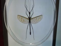 -上海昆虫博物馆