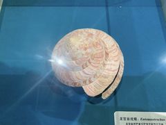 -青岛贝壳博物馆