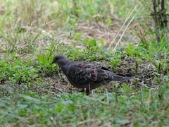 -大兴滨河森林公园