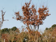 -白鹭湾湿地公园