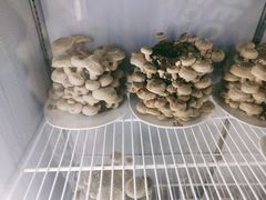 活体香菇-煲王粤菜餐厅(中侨中心店)