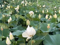 -莲花池公园